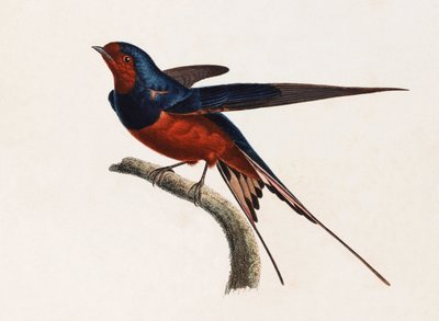 Illustration en couleur d