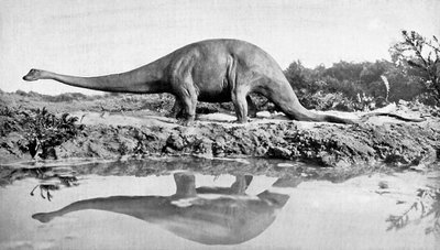 Un diplodocus, 20ème siècle - Unbekannt
