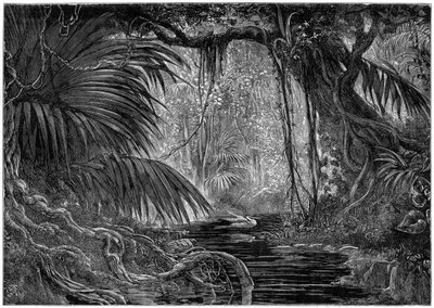 Scène de forêt au Pérou, 1877 - Unbekannt