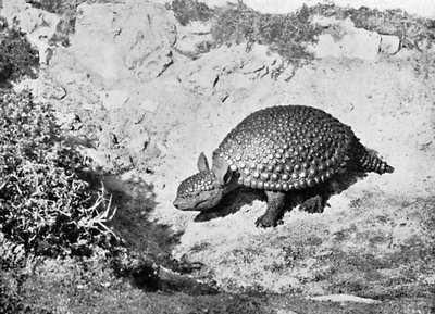 Un glyptodon, 20e siècle - Unbekannt