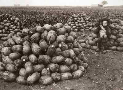 Une petite fille avec des piles de navets récoltés, près de Landskrona, Suède, 1910 - Unbekannt