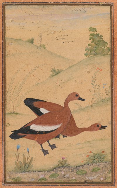 Une paire de canards Brahminy, vers 1595, bordures ajoutées probablement dans les années 1800 - Unbekannt