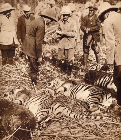 Un sac royal de tigres, 1911 1935 - Unbekannt