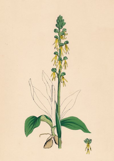 Aceras anthropophora. Orchis homme, 19ème siècle - Unbekannt