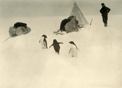 Les manchots Adélie visitent un camp, c1908 - Unbekannt