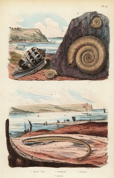 Cône amiral, Conus ammiralis 1, ammocète ou stade larvaire de la lamproie, Petromyzon marinus 2, et fossile d