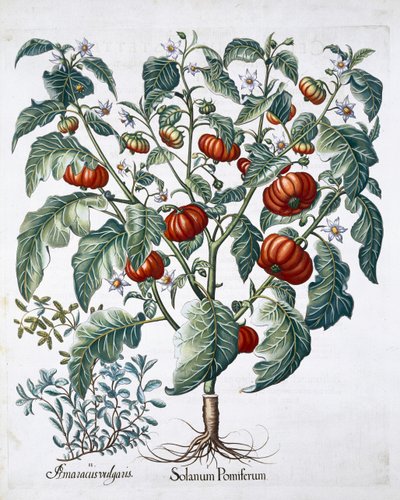 Tomate africaine et plantes de marjolaine, 1613 - Unbekannt