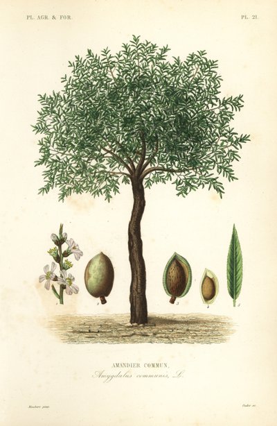 Amandier, Prunus dulcis, Amandier commun - Unbekannt
