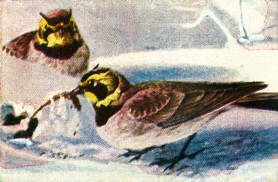 Alouettes alpines, vers 1928 - Unbekannt