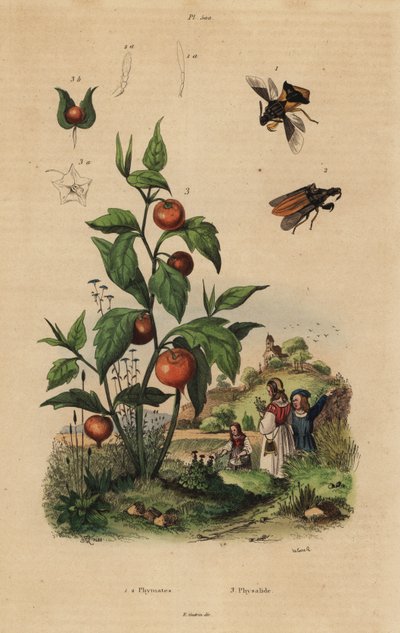 Punaise embusquée, Macrocephalus cimicoides 1,2, et cerise de terre ou plante lanterne chinoise, Physalis alkekengi 3 - Unbekannt