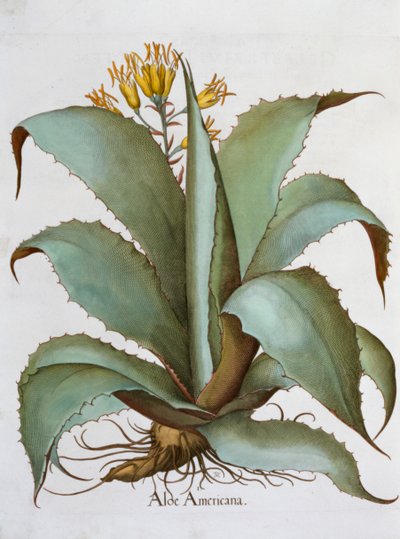 Aloès américain, Aloe Americana, 1613 - Unbekannt