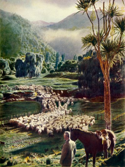 Parmi les beautés des fermes ovines de Nouvelle-Zélande, c1948 - Unbekannt