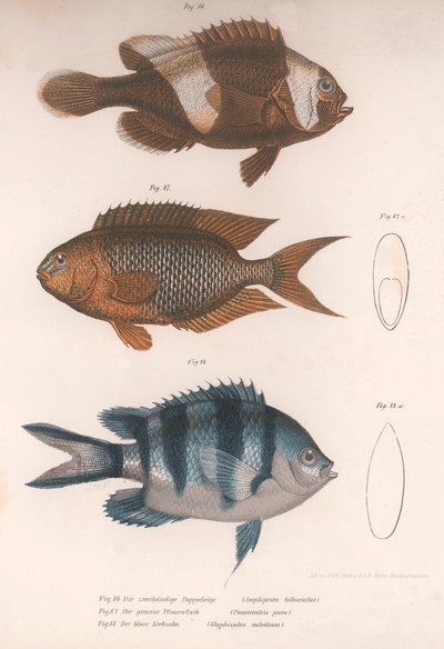 Amphiprion bifasciatus. Pomacentris pavo. Glyphisodo, c.1850s - Unbekannt