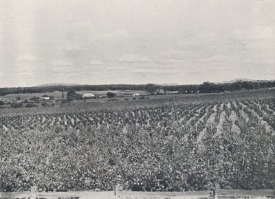 Un vignoble australien, 1923 - Unbekannt