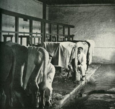 Une étable à la pointe de la modernité à la ferme Walker-Gordon, 1902 - Unbekannt