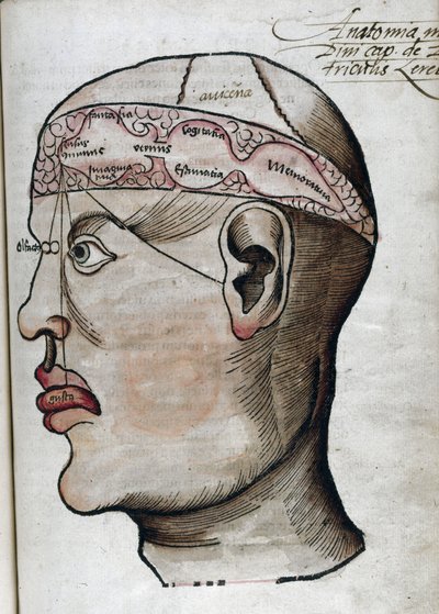 Anatomie XVIe siècle: coupe du cerveau, pour l