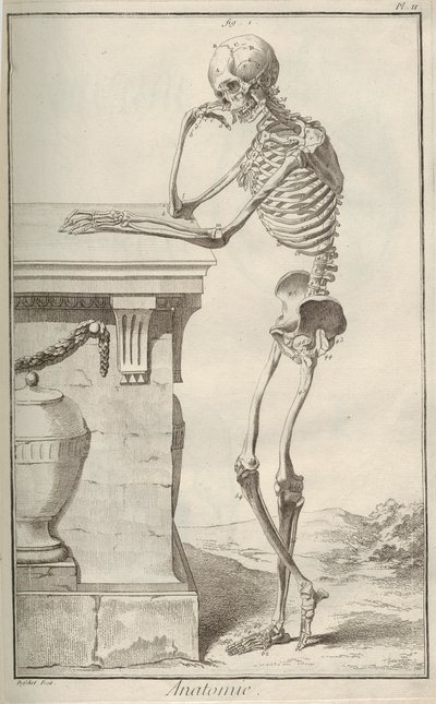 Anatomie. De l