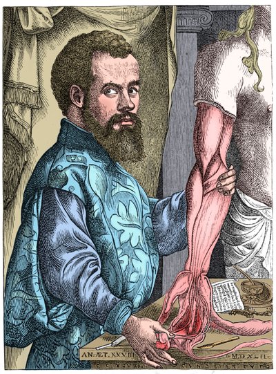 Andreas Vesalius, anatomiste flamand du 16ème siècle - Unbekannt