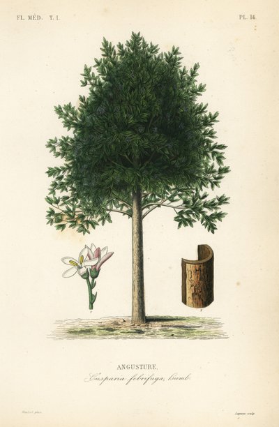 Angusture, Angostura trifoliata, Cusparia febrifuga - Unbekannt