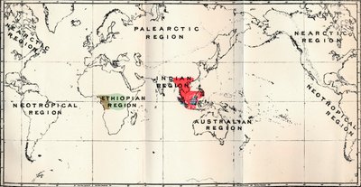 Anthropoidea - Hylobates Rouge, Simia Bleu, Gorilla Marron, Anthropopithecus Vert, 1897 - Unbekannt