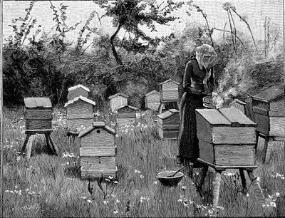 Rucher de ruches en bois, Lismore, Irlande, 1890 - Unbekannt