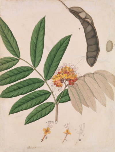 Fleur, feuilles, gousse et graine de l