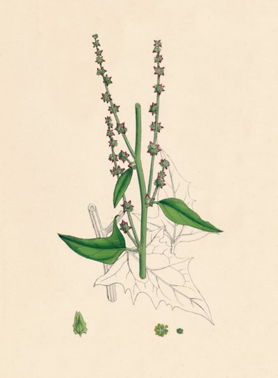 Atriplex Smithii. Arroche de Smith, XIXe siècle - Unbekannt