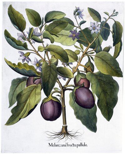 Aubergine, 1613 - Unbekannt