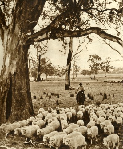 Australie - Un conducteur avec quelques-unes de ses charges dans une station de moutons dans l