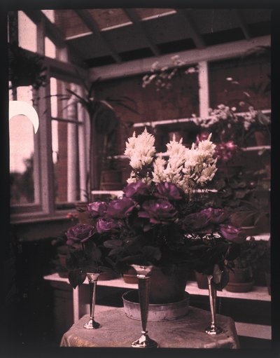 Autochrome de roses roses dans un vase en argent dans une serre, vers 1910 - Unbekannt