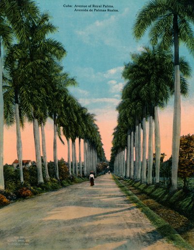 Avenue des palmiers royaux, Cuba, vers 1920 - Unbekannt