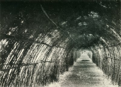 Avenue de bambous à Barrackpore, 1904, 1925 - Unbekannt
