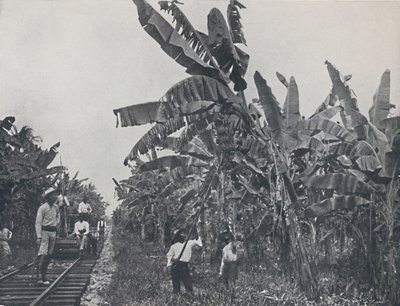 Plantation de bananes, 1924 - Unbekannt