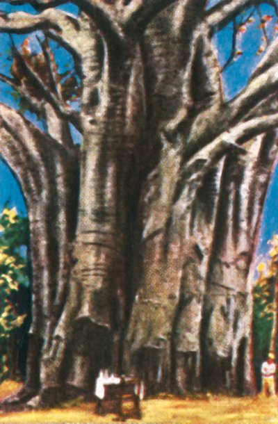 Baobabs, montagnes d