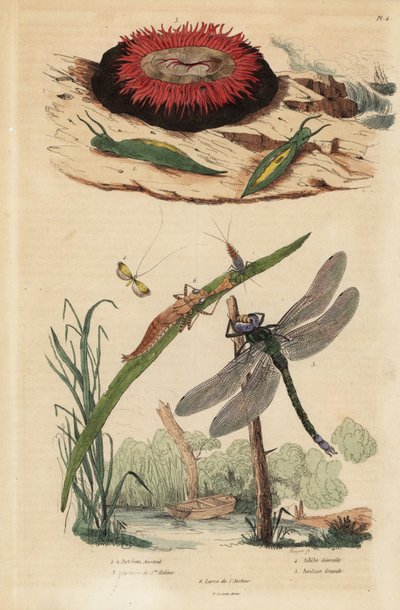 Escargot bulle de baril, Acteon tormatilis, anémone perle, Actinia equina, long-cornu à barres jaunes, Nemophora degeerella, libellule brune, Aeshna grandis - Unbekannt