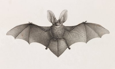 Variété à grandes oreilles, chauves-souris en Égypte - Unbekannt