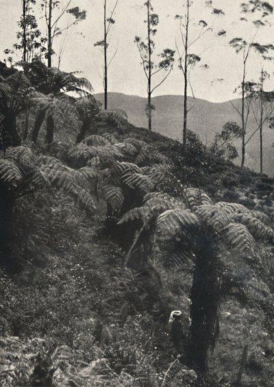 Baumfarne Alsophila crinita u. a., 1926 - Unbekannt
