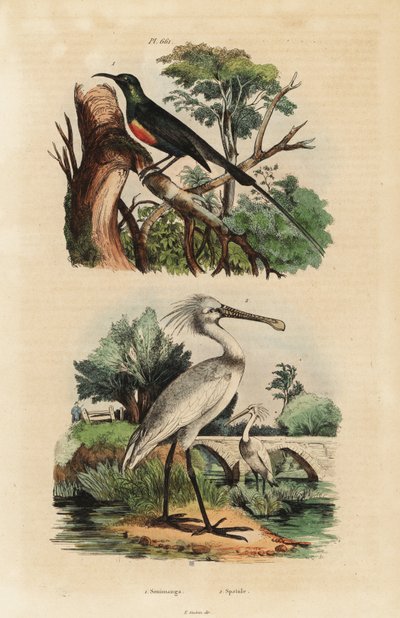 Souimanga éclatant, Cinnyris pulchella, et spatule blanche, Platalea leucorodia - Unbekannt