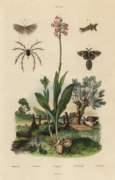 Orchidée abeille, Ophrys apifera, orchidée singe, Orchis simia, papillon de la rouille, Orgyia antiqua, papillon à vingt plumes, Alucita hexadactyla, et acarien Oribata geniculata - Unbekannt