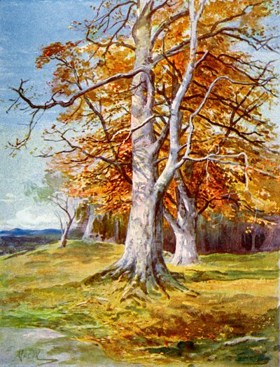 Hêtre, Automne, 1900 - Unbekannt