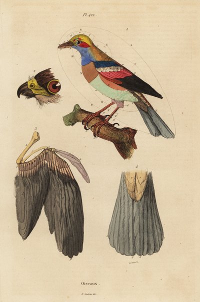 Anatomie de l