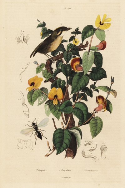 Gobe-mouches à joues noires, Conopophaga melanops, pois de senteur élégant, Platylobium formosum, et guêpe Inostemma boscii - Unbekannt