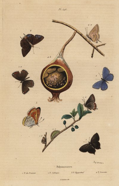 Papillon noir de prunier, Satyrium pruni 1, azuré commun, Polyommatus icarus 2, cuivré bordé de pourpre, Lycaena hippothoe 3, et azuré commun de goyave, Virachola isocrates 4 - Unbekannt