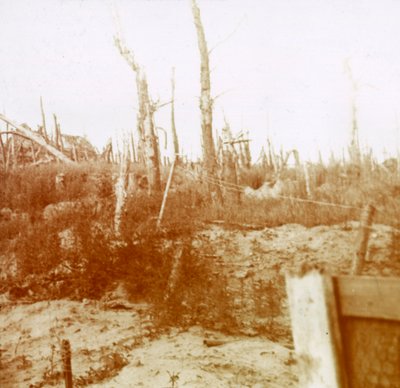 Bois dévasté, Nieuwpoort, Flandre, Belgique, vers 1914-1918 - Unbekannt