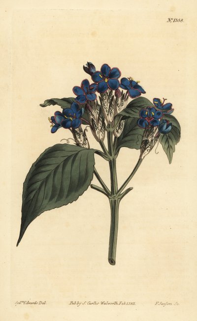 Sauge bleue - Unbekannt