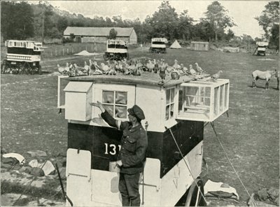 Pigeons voyageurs de l