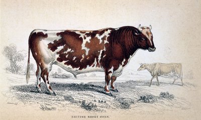 British Short Horn, 1839 - Unbekannt