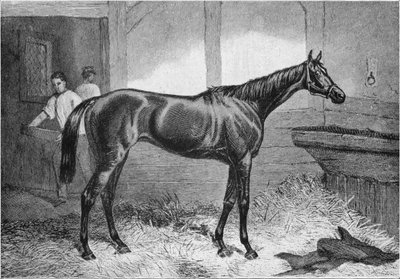 Duchesse brune, 19ème siècle - Unbekannt