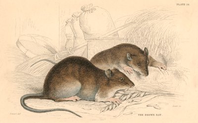 Rat brun Rattus rattus, 1828 - Unbekannt