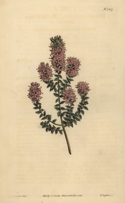 Buchu, Agathosma pulchella (Diosma à feuilles obtuses) - Unbekannt